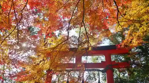 大田神社（賀茂別雷神社境外摂社）の自然