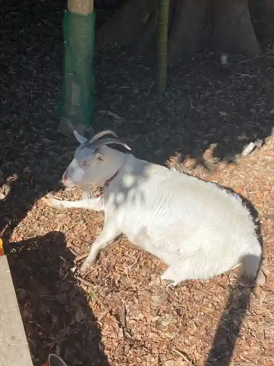 出雲大社相模分祠の動物