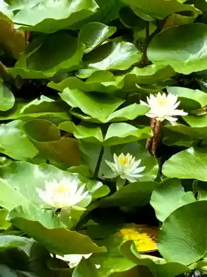 梅宮大社(京都府)