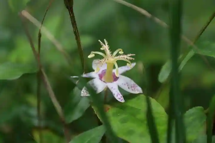 鹿島大神宮の自然