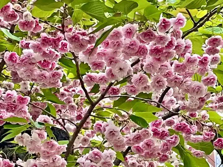 湯島御霊社の自然