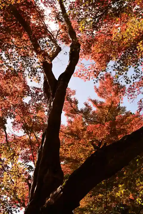 光明寺(粟生光明寺)(京都府)