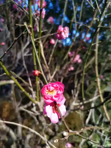 実蔵院の庭園