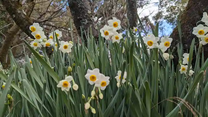 平野神社(京都府)