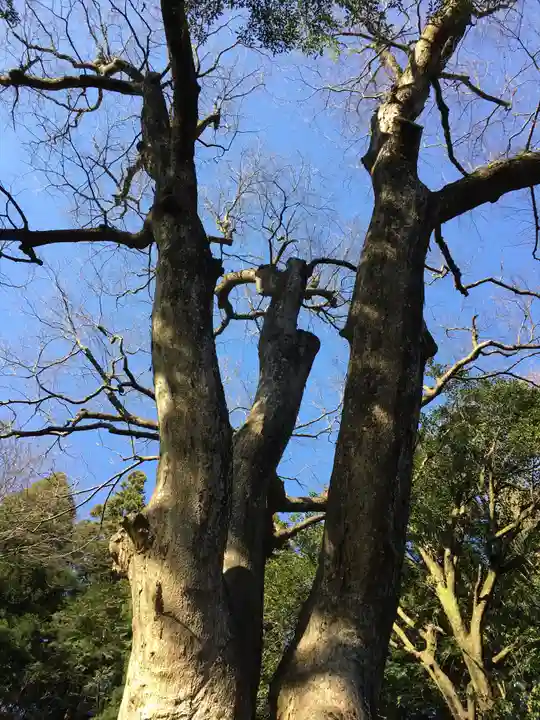 下野八幡大神社の自然
