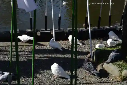 旗上弁財天社の動物