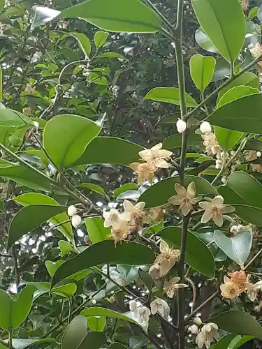 伏木香取神社の自然