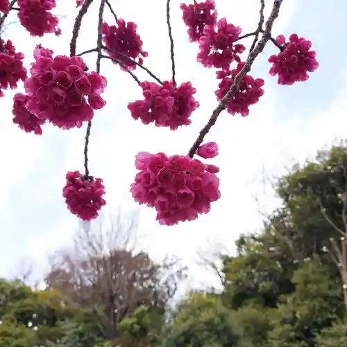 白旗神社（品濃白旗神社）の自然