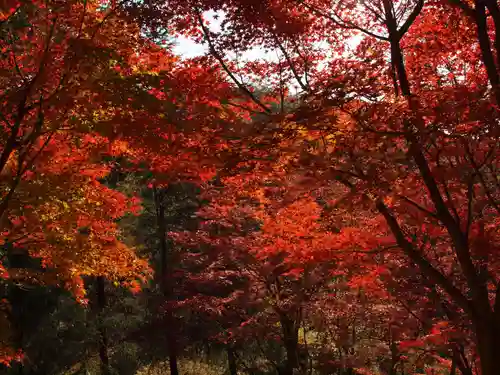足利織姫神社の自然