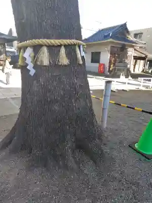 荻窪白山神社の{uncategorized: "未分類", other: "その他", undefined: "問題あり", building: "その他建物", grave: "お墓", sacred_gate: "鳥居", guardian: "狛犬", statue: "像", buddha: "仏像", history: "歴史", nature: "自然", garden: "庭園", animal: "動物", pagoda: "塔", temizu: "手水舎", mountain_gate: "山門・神門", sanctuary: "本殿・本堂", subordinate: "末社・摂社", art: "芸術", scenery: "景色", jizo: "地蔵", ema: "絵馬", goshuin: "御朱印", omikuji: "おみくじ", items: "授与品その他", amulet: "お守り", goshuincho: "御朱印帳", eats: "食事", festival: "お祭り", votive_dance: "神楽", shichigosan: "七五三参", wedding: "結婚式", experience: "体験その他", initially: "初詣", around: "周辺", anti_infection: "感染症対策"}