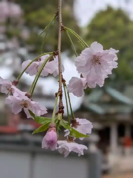 荻窪白山神社(東京都)