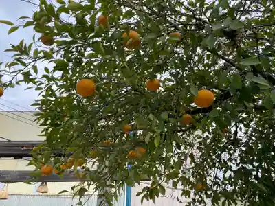 辰巳八幡神社の自然