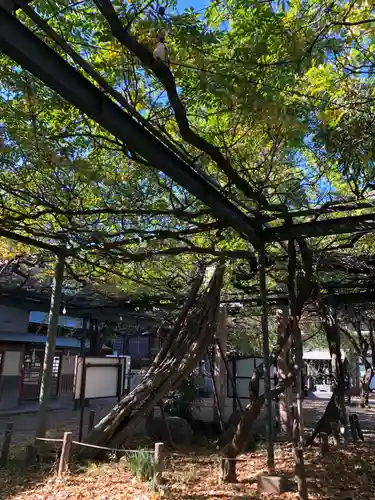 國領神社の自然