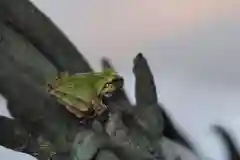 越中一宮 髙瀬神社の手水