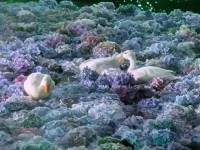 楽法寺(雨引観音)の動物