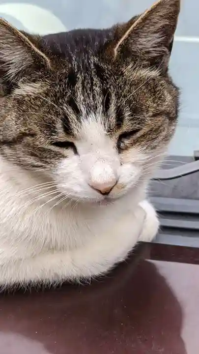 玉野御嶽神社の動物