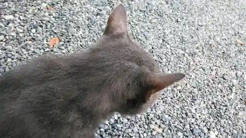 宗像神社の動物