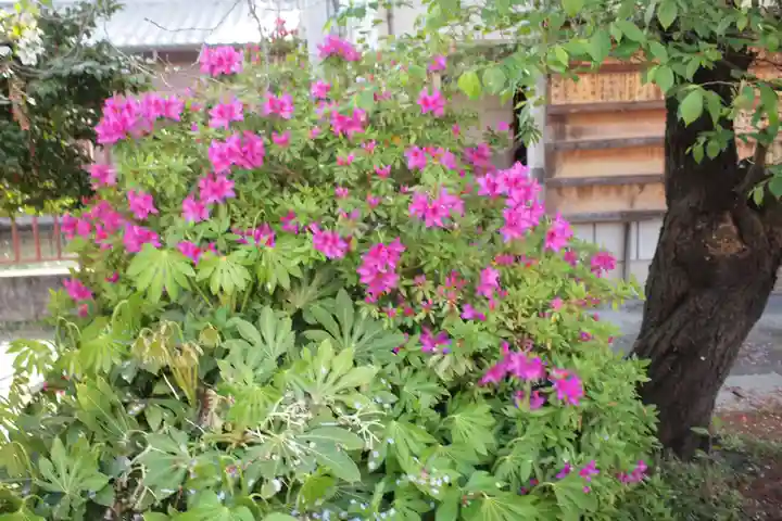 石和八幡宮(官知物部神社)の自然