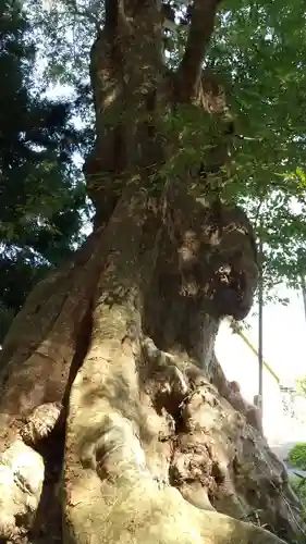 鹿島神社の自然