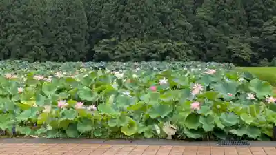 蓮華寺(福井県)