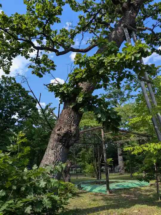 芽室神社の自然