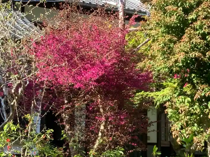 黄梅院(円覚寺塔頭)の{uncategorized: "未分類", other: "その他", undefined: "問題あり", building: "その他建物", grave: "お墓", sacred_gate: "鳥居", guardian: "狛犬", statue: "像", buddha: "仏像", history: "歴史", nature: "自然", garden: "庭園", animal: "動物", pagoda: "塔", temizu: "手水舎", mountain_gate: "山門・神門", sanctuary: "本殿・本堂", subordinate: "末社・摂社", art: "芸術", scenery: "景色", jizo: "地蔵", ema: "絵馬", goshuin: "御朱印", omikuji: "おみくじ", items: "授与品その他", amulet: "お守り", goshuincho: "御朱印帳", eats: "食事", festival: "お祭り", votive_dance: "神楽", shichigosan: "七五三参", wedding: "結婚式", experience: "体験その他", initially: "初詣", around: "周辺", anti_infection: "感染症対策"}