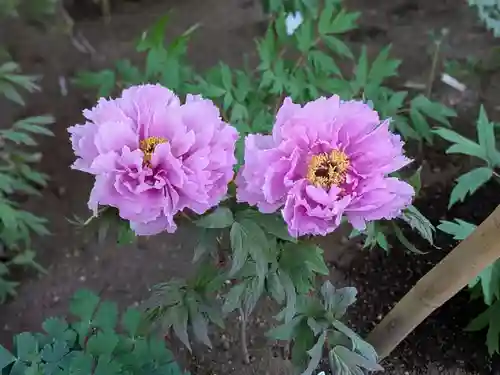 上野東照宮(東京都)