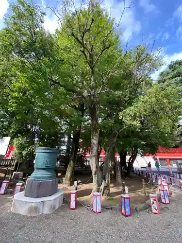 浅草神社のお祭り