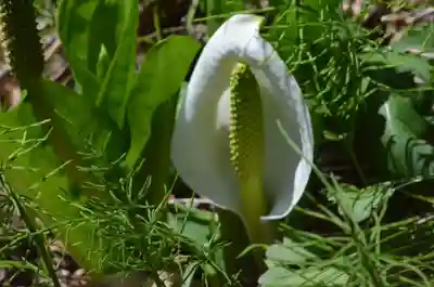 青龍山 吉祥寺(群馬県)