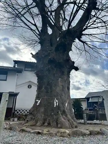 諏訪大社下社秋宮(長野県)