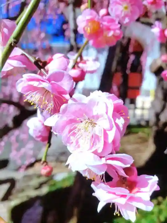 成願寺(東京都)