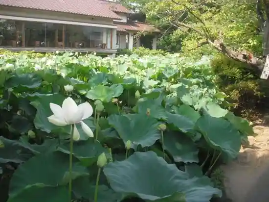 鶴岡八幡宮の自然