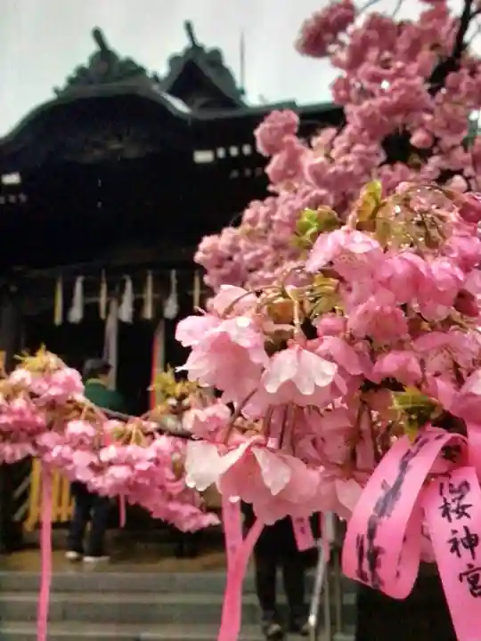 桜神宮(東京都)