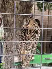 宮地嶽神社の動物