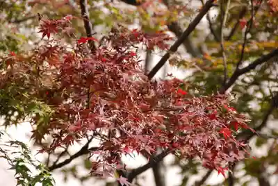 龍福寺(山口県)
