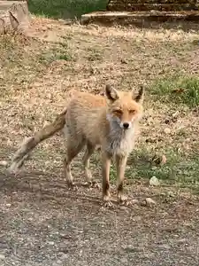 留辺蘂神社の動物(2024年05月06日(月) 18時27分22秒投稿)