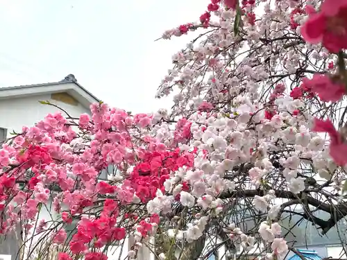 北赤井神社の自然