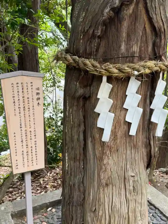 白山神社(二子町)の{uncategorized: "未分類", other: "その他", undefined: "問題あり", building: "その他建物", grave: "お墓", sacred_gate: "鳥居", guardian: "狛犬", statue: "像", buddha: "仏像", history: "歴史", nature: "自然", garden: "庭園", animal: "動物", pagoda: "塔", temizu: "手水舎", mountain_gate: "山門・神門", sanctuary: "本殿・本堂", subordinate: "末社・摂社", art: "芸術", scenery: "景色", jizo: "地蔵", ema: "絵馬", goshuin: "御朱印", omikuji: "おみくじ", items: "授与品その他", amulet: "お守り", goshuincho: "御朱印帳", eats: "食事", festival: "お祭り", votive_dance: "神楽", shichigosan: "七五三参", wedding: "結婚式", experience: "体験その他", initially: "初詣", around: "周辺", anti_infection: "感染症対策"}