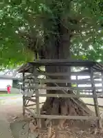 熊野神社(長井熊野神社)の自然