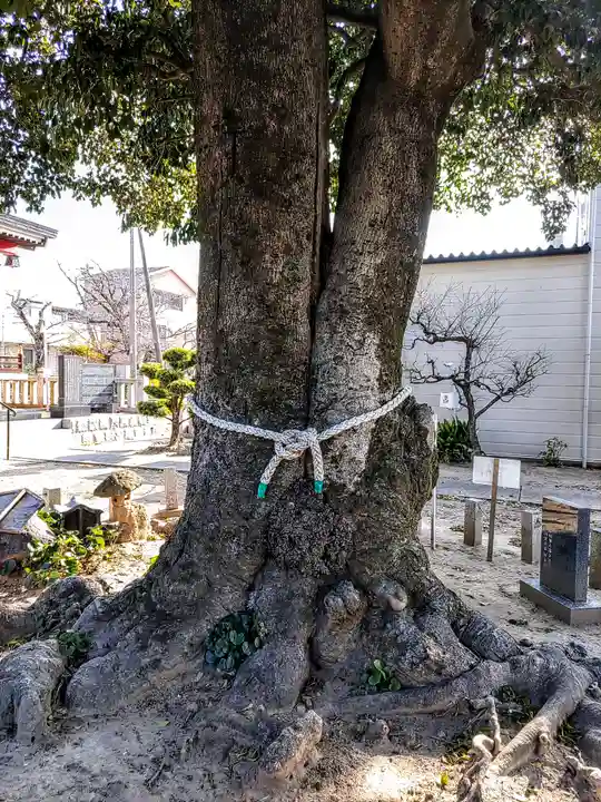 神倉神社の自然