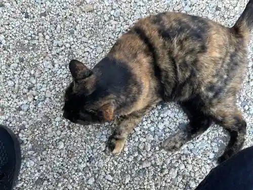 神館神社の動物