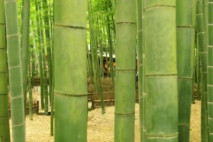 報国寺(神奈川県)