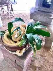 岩国白蛇神社の動物