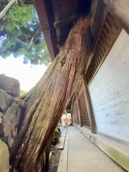 春日大社の自然