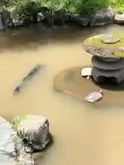 高幡不動尊　金剛寺の動物