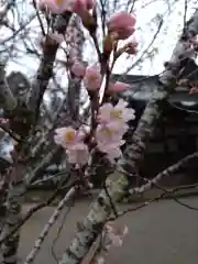 賀羅加波神社の自然