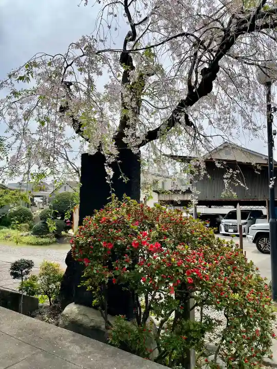 青雲寺(東京都)