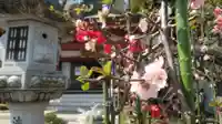 浄土宗 光明山 大蓮寺(照曜会館)の自然