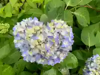 普門寺(切り絵御朱印発祥の寺)の自然