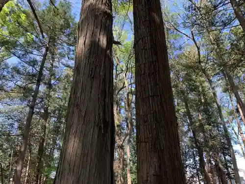 八幡神社の自然